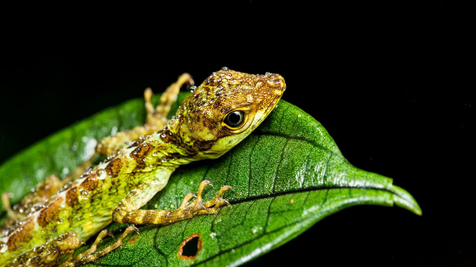 Một con thằn lằn ướt đẫm nước mưa. (Nguồn: NatGeo)