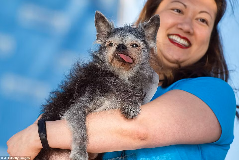 Về nhì trong cuộc thi này là Moe, chú chó thuộc giống lai giữa Brussels Griffon và Pug. (Nguồn: AFP)