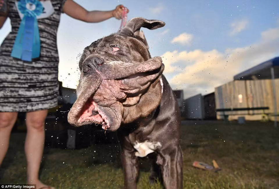 Chú chó tên Martha, nặng 57 kg, đã giành chiến thắng trong cuộc thi. Nó sẽ nhận được giải thưởng trị giá 1.500USD cùng một chuyến đi tới New York. (Nguồn: AFP)