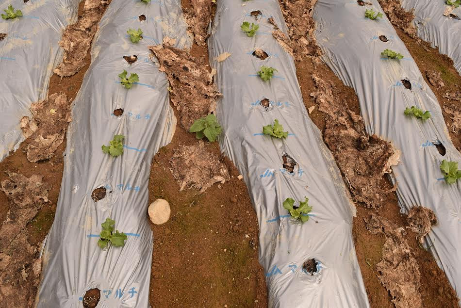 Kawakami nổi tiếng với kỹ thuật phủ nilong ngăn cỏ mọc và ổn định nhiệt độ cho đất. (Ảnh: Nguyễn Tuyến-Gia Quân/Vietnam+)