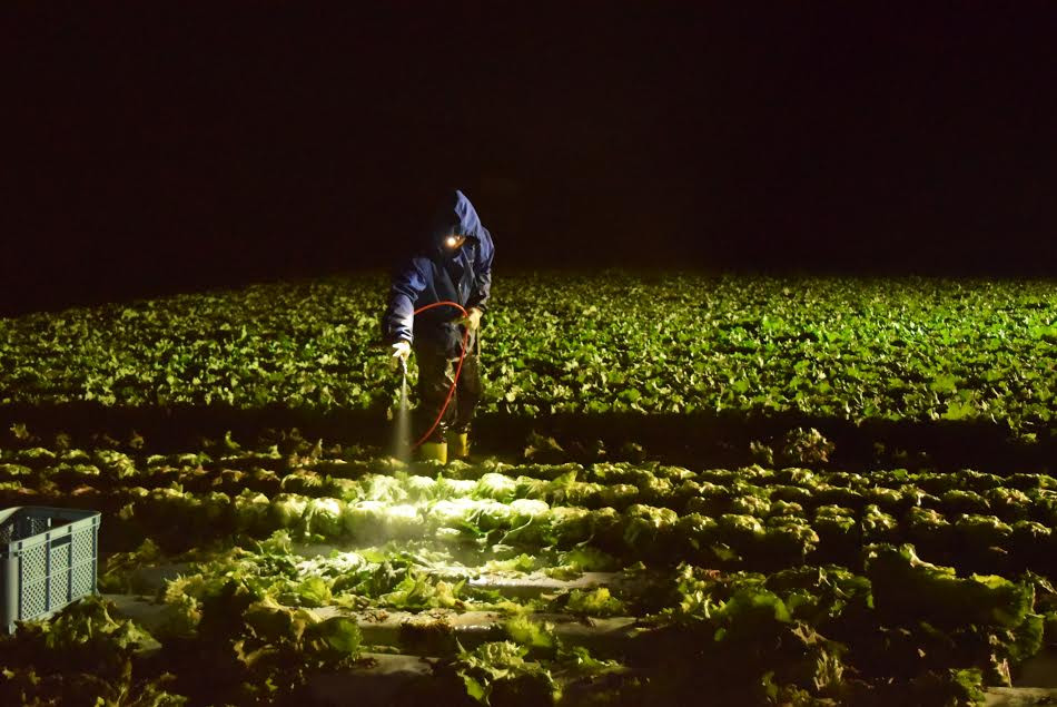 Rửa sạch rau trước khi đóng hộp. (Ảnh: Nguyễn Tuyến-Gia Quân/Vietnam+)