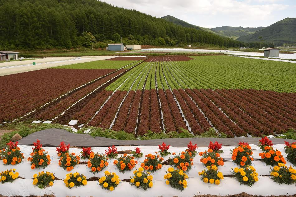 Cánh đồng trồng xà lách xen lẫn với hoa. (Ảnh: Nguyễn Tuyến-Gia Quân/Vietnam+)
