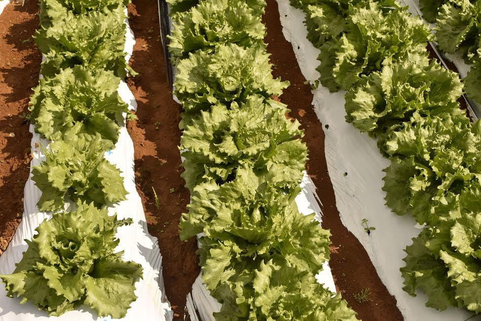 Cây xà lách sắp được thu hoạch. (Ảnh: Nguyễn Tuyến-Gia Quân/Vietnam+)