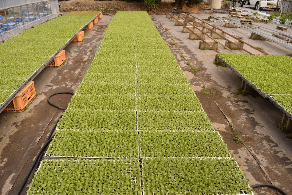 Cây xà lách giống. (Ảnh: Nguyễn Tuyến-Gia Quân/Vietnam+)