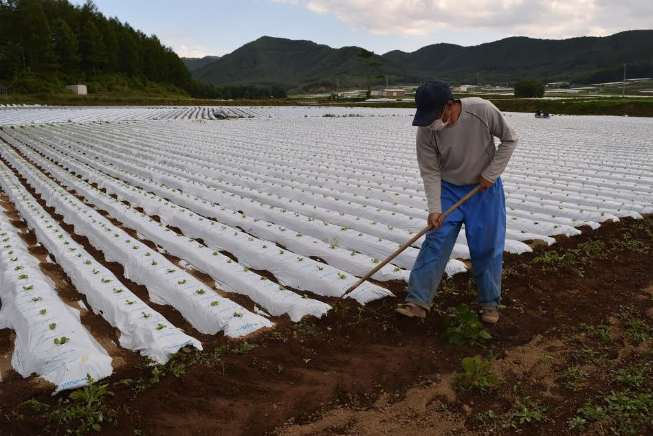 Người nông dân làm cỏ trên những luống xà lách mới trồng. (Ảnh: Nguyễn Tuyến-Gia Quân/Vietnam+)