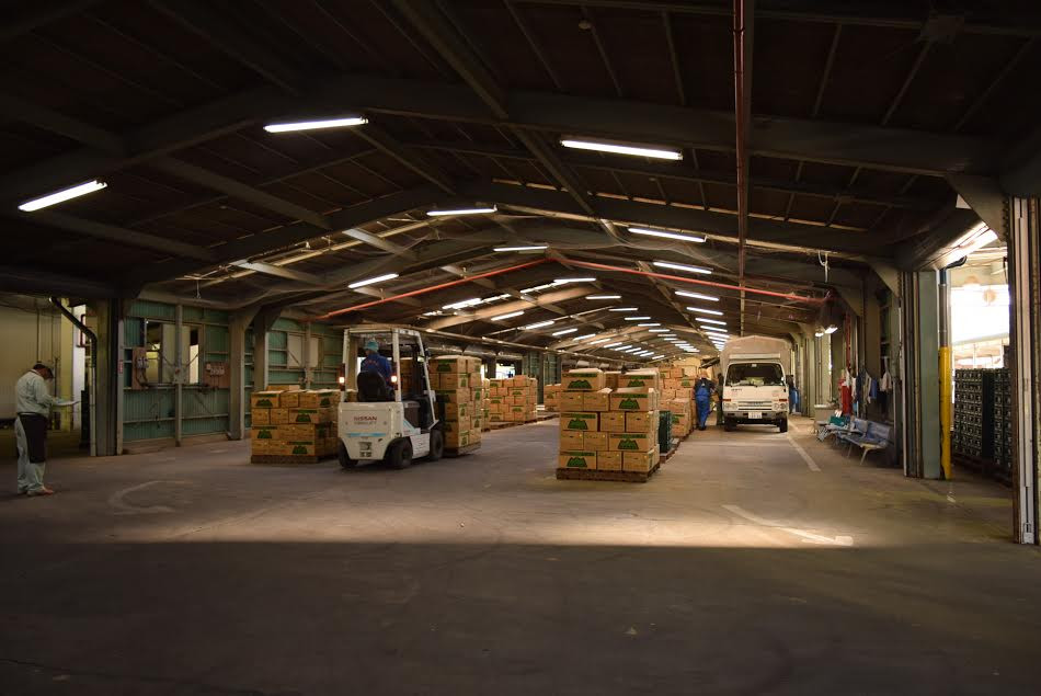 Kho lạnh tập kết xà lách trước khi phân phối. (Ảnh: Nguyễn Tuyến-Gia Quân/Vietnam+)