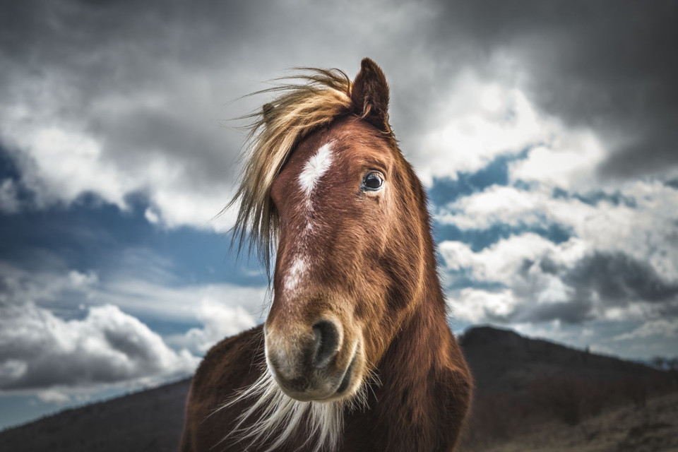 Cận cảnh một con ngựa con. (Nguồn: NatGeo)