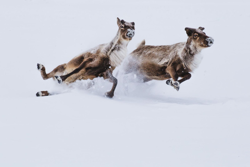 Hai con hươu băng qua đường băng Inuvik-Tuktoyaktuk ở Canada. (Nguồn: NatGeo)