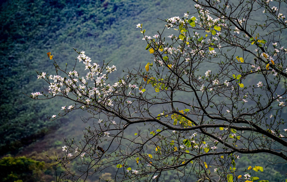  Hoa Ban đã bắt đầu bung nở trắng muốt trên khắp núi rừng. (Ảnh: Xuân Tư/TTXVN)