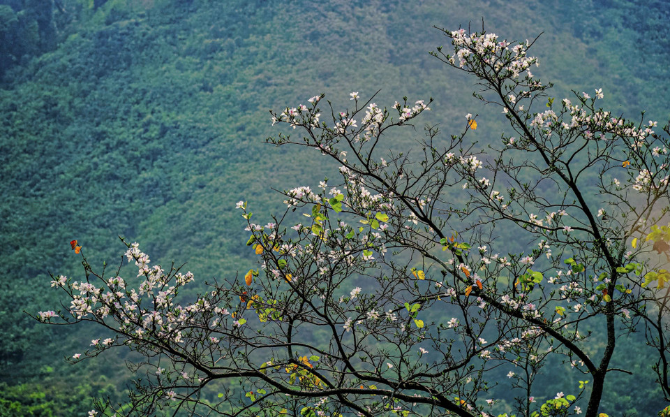 Một nhành ban vươn mình bung nở giữa bạt ngàn núi đồi. (Ảnh: Xuân Tư/TTXVN)