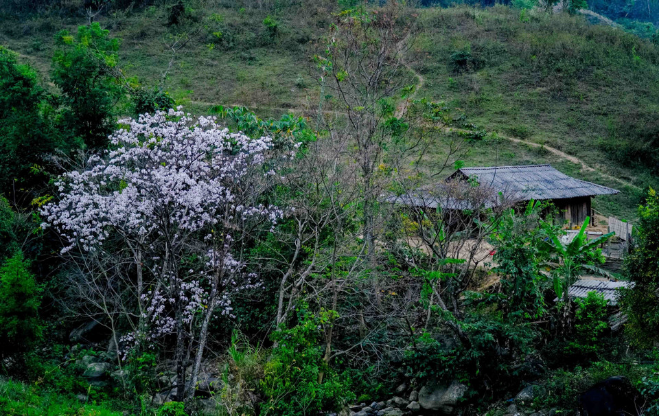 Một cây ban bung nở trắng xóa bên nếp nhà của người dân tộc Mông ở xã Núa Ngam, huyện Điện Biên. (Ảnh: Xuân Tư/TTXVN)