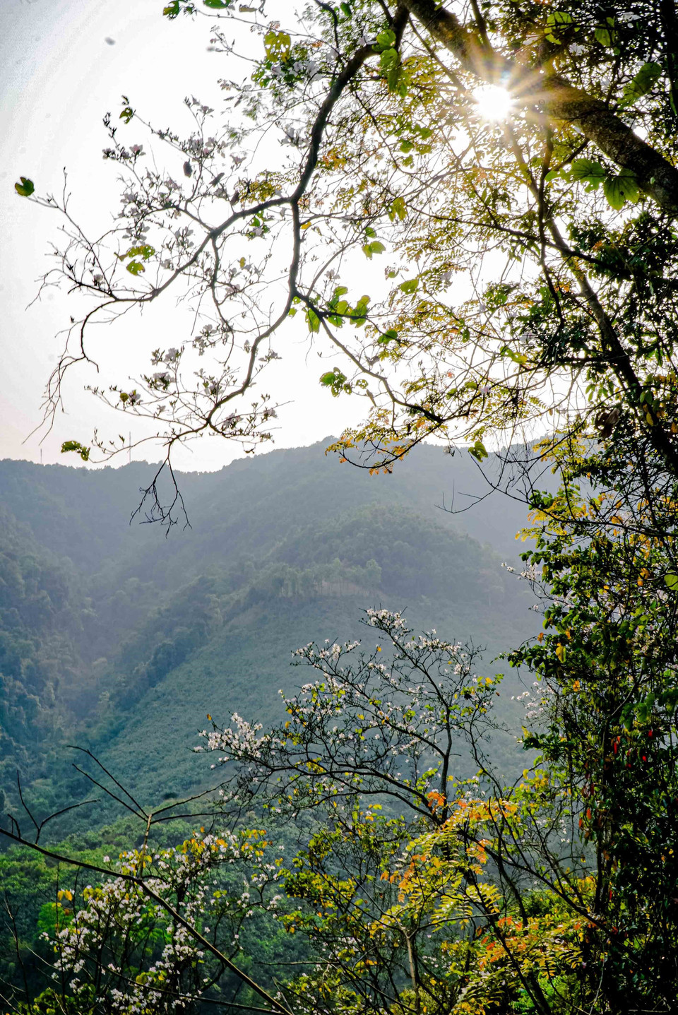 Những cánh hoa ban bung nở trong nắng chiều. (Ảnh: Xuân Tư/TTXVN)