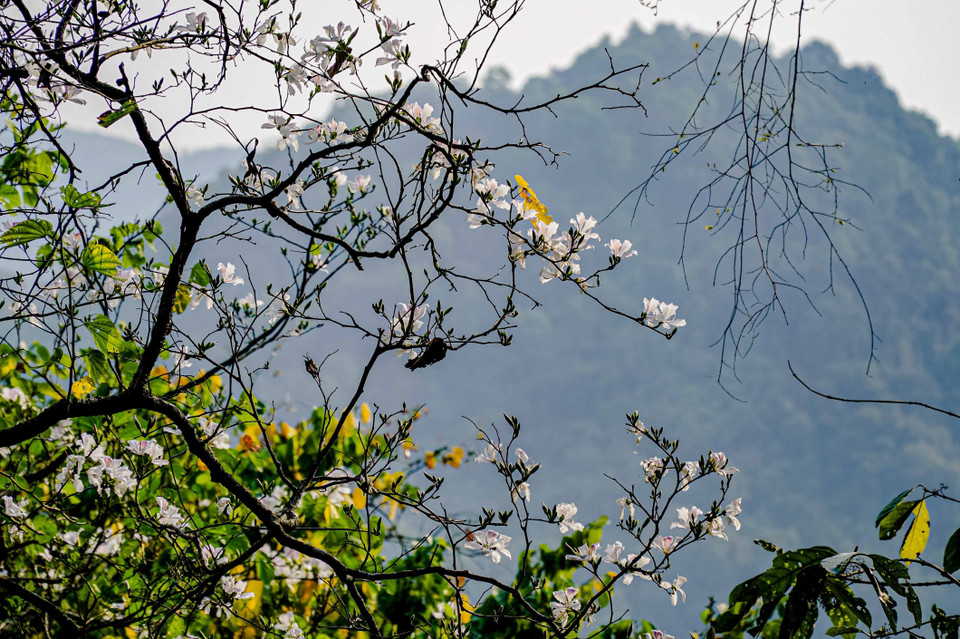 Hoa Ban bắt đầu nở vào khoảng giữa tháng 2 dương lịch hàng năm và bung nở trắng xóa vào tháng 3. (Ảnh: Xuân Tư/TTXVN)