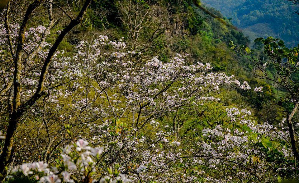 Một nhành ban bung nở trắng xóa giữa núi rừng. (Ảnh: Xuân Tư/TTXVN)