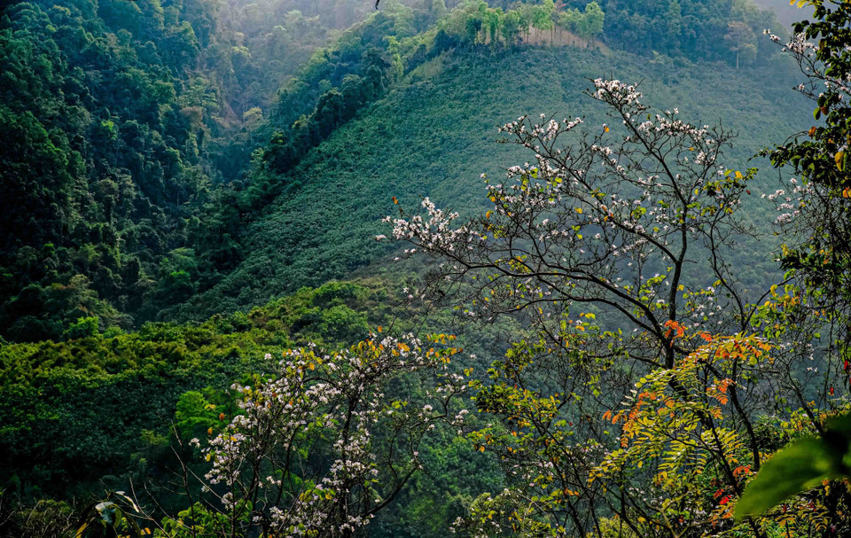  Vẻ đẹp hoa ban tạo nên khung cảnh lãng mạn, thi vị đặc trưng của mảnh đất Tây Bắc khi vào xuân. (Ảnh: Xuân Tư/TTXVN)