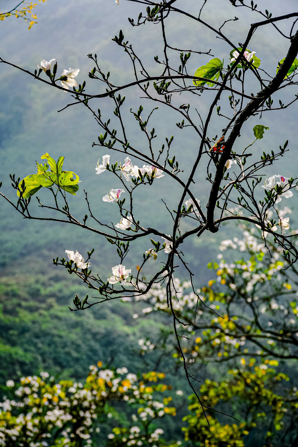  Một nhành ban vẫn còn nhiều nụ hoa chưa bung nở. (Ảnh: Xuân Tư/TTXVN)