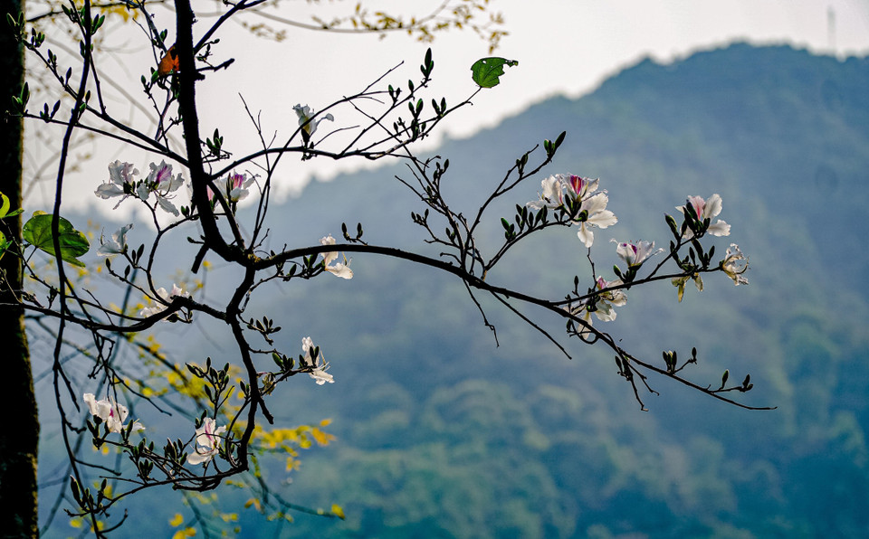 Một nhành ban vươn mình bung nở giữa bạt ngàn núi đồi. (Ảnh: Xuân Tư/TTXVN)