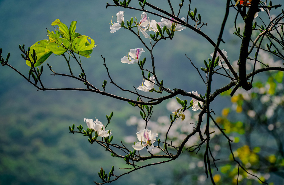 Vẻ đẹp tinh khôi của hoa ban Tây Bắc. (Ảnh: Xuân Tư/TTXVN)