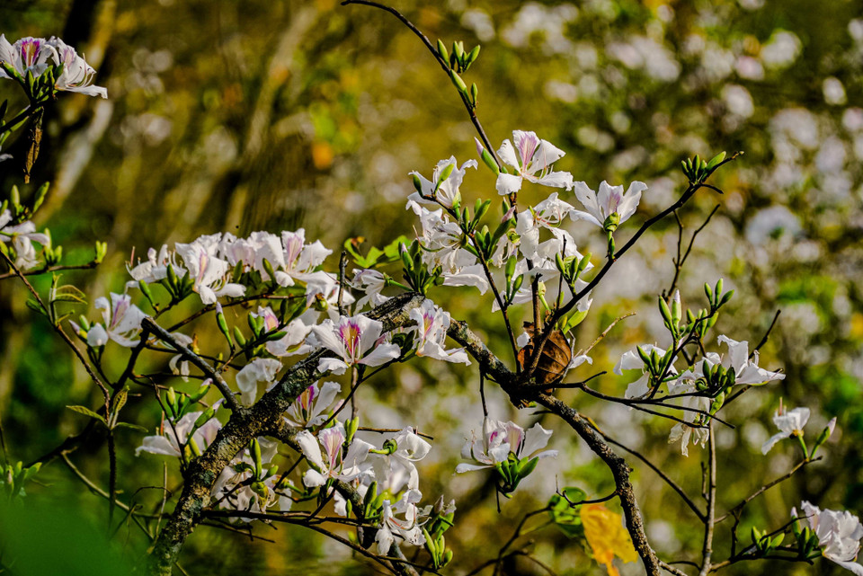 Hoa ban có màu trắng xen lẫn màu hồng.(Ảnh: Xuân Tư/TTXVN)