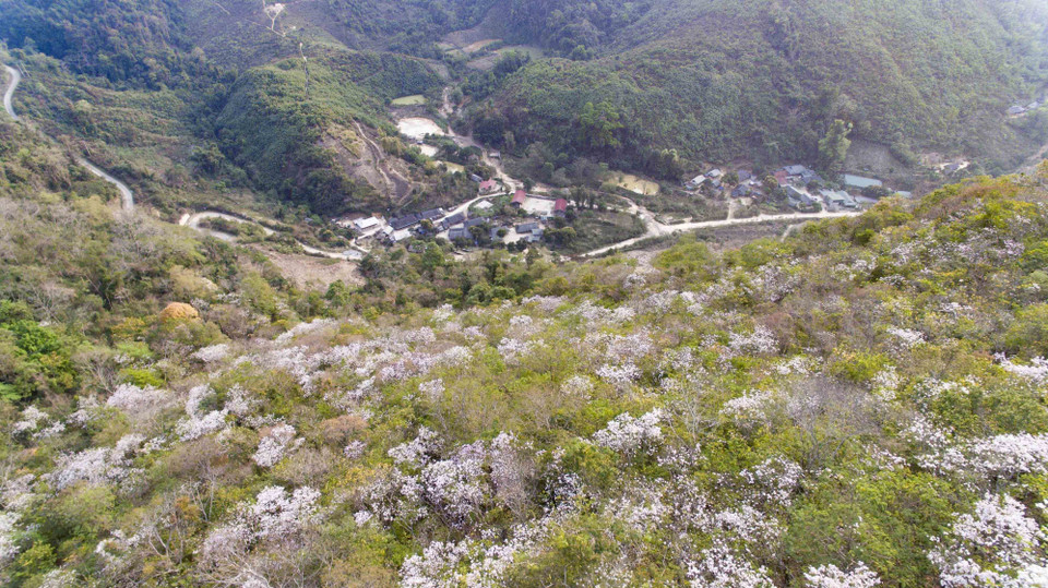 Hoa ban bung nở trắng muốt trên cánh rừng ở xã Na Ư, huyện Điện Biên. (Ảnh: Xuân Tư/TTXVN)