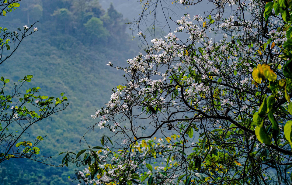 Vẻ đẹp của hoa ban thuần khiết giữa núi rừng Tây Bắc. (Ảnh: Xuân Tư/TTXVN)