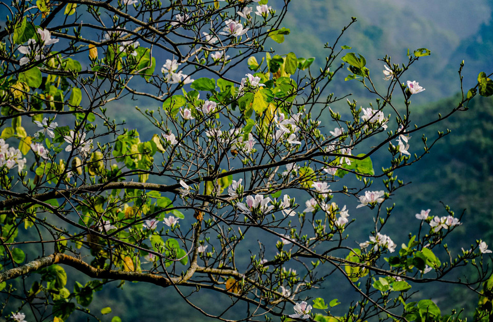 Những cánh hoa ban bung nở trong nắng chiều. (Ảnh: Xuân Tư/TTXVN)