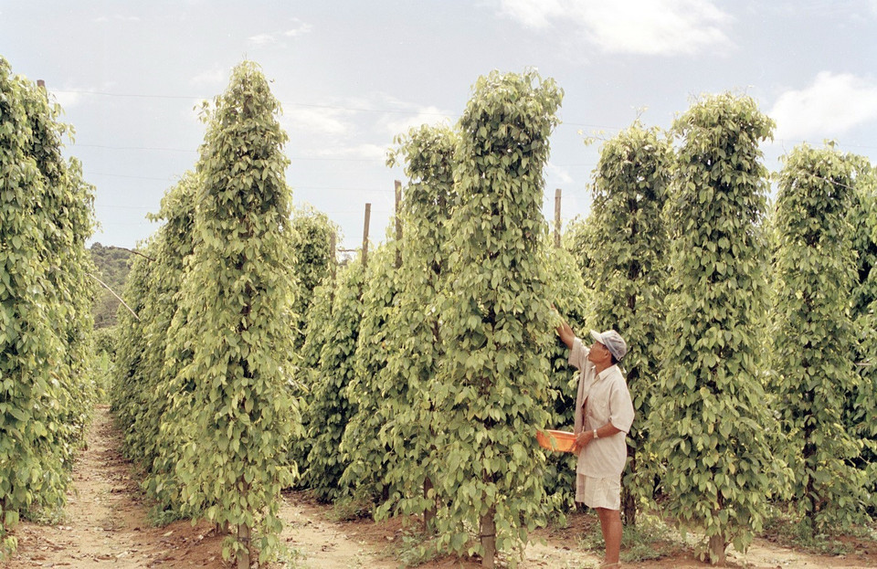 Phát triển trồng cây hồ tiêu ở huyện đảo Phú Quốc, tỉnh Kiên Giang (năm 2003). (Ảnh: Thanh Phàn/TTXVN)