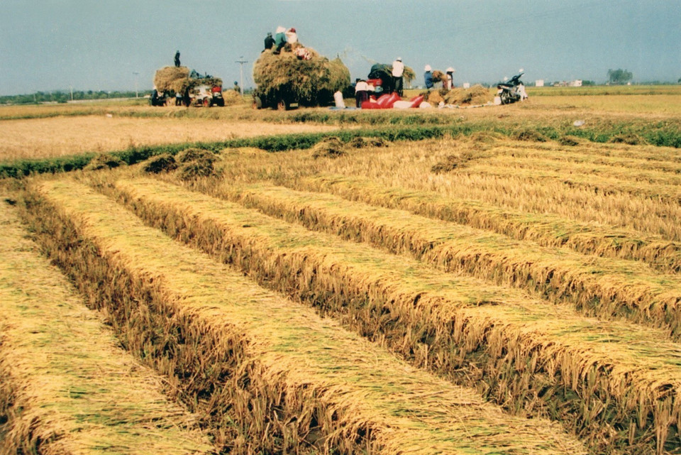  Sử dụng máy cơ giới nâng cao hiệu quả canh tác và sản xuất lúa ở Đắk Đoa, tỉnh Gia Lai (2004). (Ảnh: Sỹ Huynh/TTXVN)