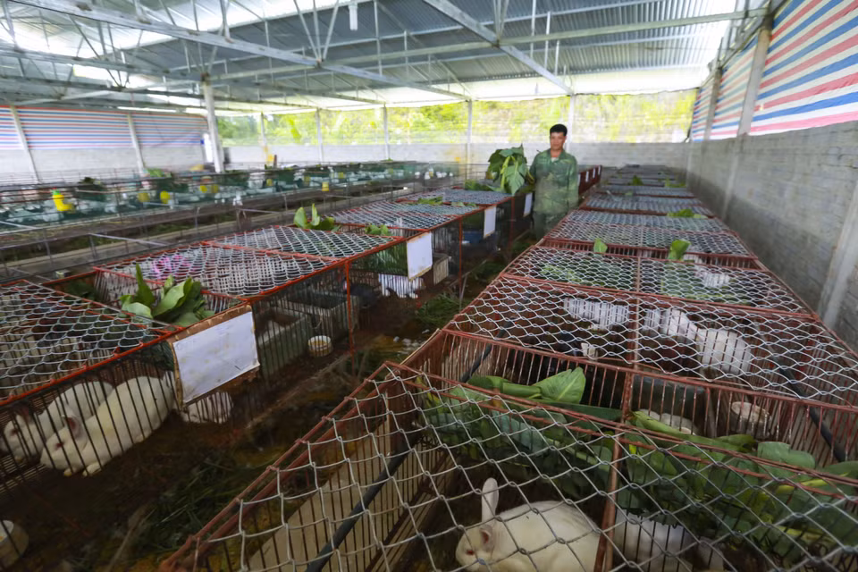 Một mô hình nuôi thỏ giúp người dân tăng thêm thu nhập cho hộ gia đình tại Điện Biên. (Ảnh: Phan Tuấn Anh/TTXVN)