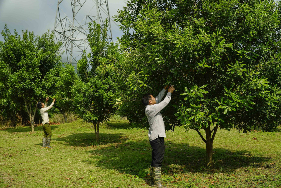Cây mắcca triển vọng sẽ trở thành loại cây trồng đa mục đích chủ lực của tỉnh Điện Biên trong xóa đói giảm nghèo, phát triển kinh tế địa phương. (Ảnh: Xuân Tư/TTXVN)