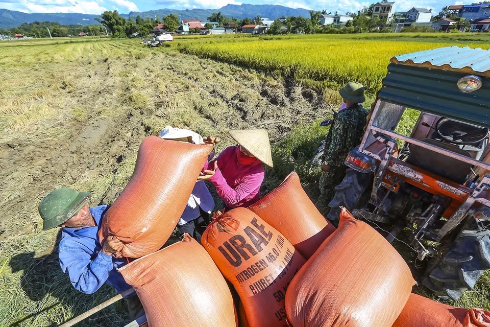 Thu hoạch lúa Hè thu trên cánh đồng Mường Thanh. (Ảnh: Phan Tuấn Anh/TTXVN)