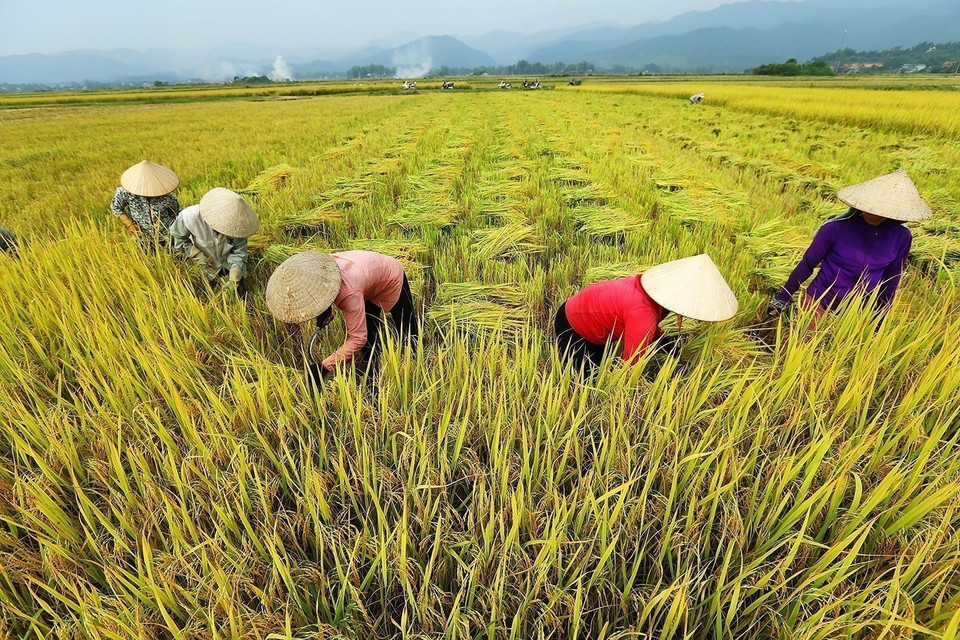 Thu hoạch lúa Hè thu trên cánh đồng Mường Thanh. (Ảnh: Phan Tuấn Anh/TTXVN)