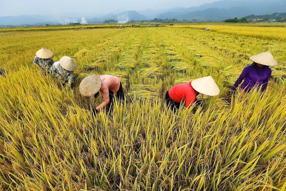 Thu hoạch lúa Hè thu trên cánh đồng Mường Thanh. (Ảnh: Phan Tuấn Anh/TTXVN)