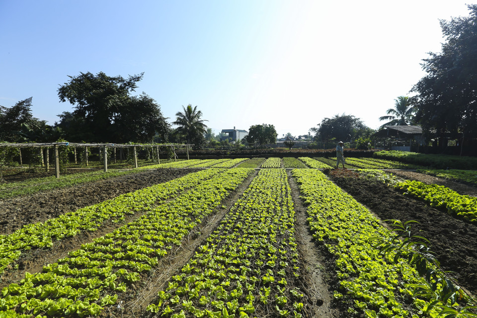 Mô hình trồng rau sạch cung cấp rau cho thị trường trong tỉnh Điện Biên. (Ảnh: Phan Tuấn Anh/TTXVN)