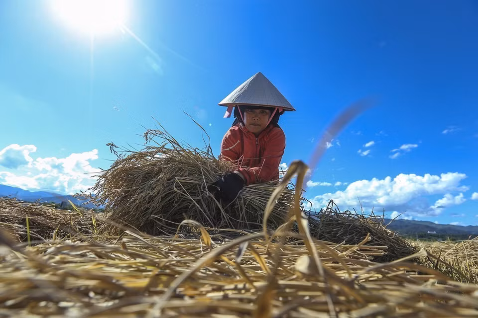 Thu hoạch lúa hè thu trên cánh đồng Mường Thanh, thành phố Điện Biên Phủ. (Ảnh: Phan Tuấn Anh/TTXVN)