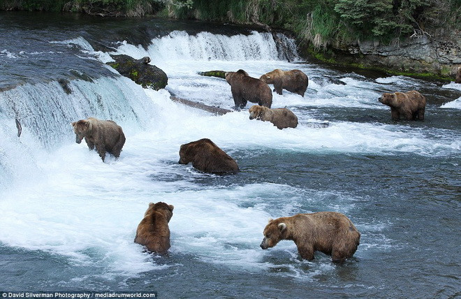 Mỗi năm có hơn 2.000 con gấu xám tập trung ở con sông này để săn cá hồi. (Nguồn: Daily Mail)