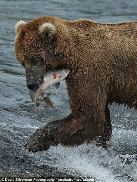 Những con gấu xám tỏ ra thích thú khi bắt được cá hồi. (Nguồn: Daily Mail)