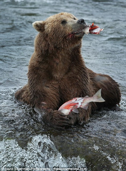 Đây đang là mùa cá hồi vượt thác và cũng là lúc cho những chú gấu này no nê với loại thức ăn ưa thích. (Nguồn: Daily Mail)
