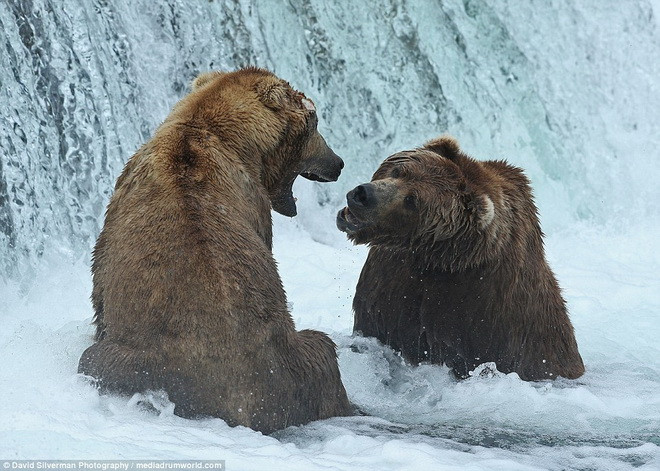 Hai con gấu tranh nhau vị trí đẹp để bắt cá hồi. (Nguồn: Daily Mail)