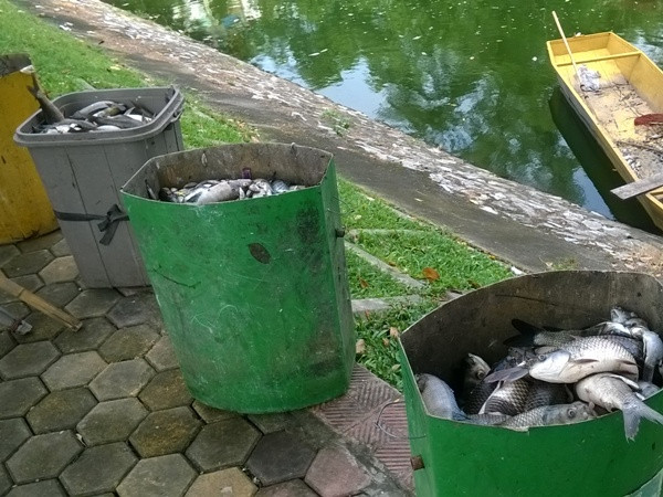 Theo công nhân Xí nghiệp thoát nước số 3 hiện đang vớt cá ở Hồ Thiền Quang, số lượng cá chết ở đây ước tính phải lên tới vài tấn. (Ảnh: Hùng Võ/Vietnam+)