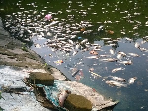 Cá chết tập trung nhiều ở một góc hồ phía rạp xiếc Hà Nội. (Ảnh: Hùng Võ/Vietnam+)