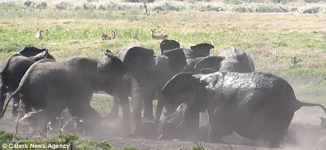 Chú voi con bị rơi xuống đầm lầy trong lúc mải chơi. (Nguồn: Caters News Agency)