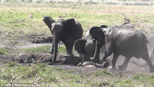 Chú linh dương con gần đó cố chạy lên trên nhưng không kịp. (Nguồn: Caters News Agency)
