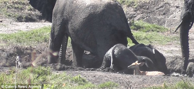 Chú linh dương con gần đó cố chạy lên trên nhưng không kịp. (Nguồn: Caters News Agency)