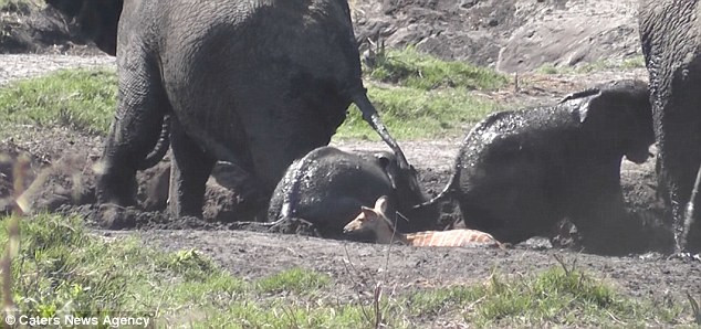 Cả đàn gồm 10 con đã lao tới giải cứu voi con. (Nguồn: Caters News Agency)