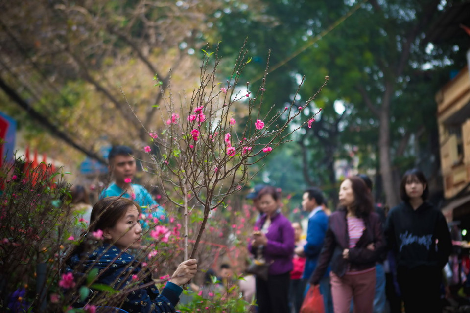 Phố Hàng Lược bày bán rất nhiều hoa đào trưng bày trong dịp Tết. (Ảnh: Trọng Đạt/TTXVN)