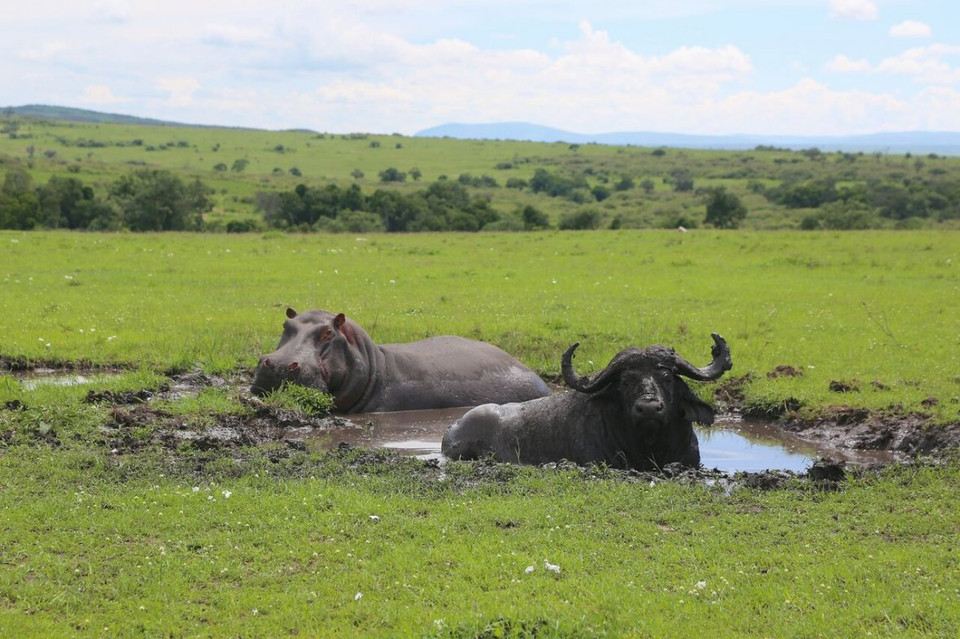 Hà mã và trâu đùa nghịch chung trong một vũng bùn ở khu bảo tồn Masai Mara, Kenya. (Ảnh: Graeme Shannon)