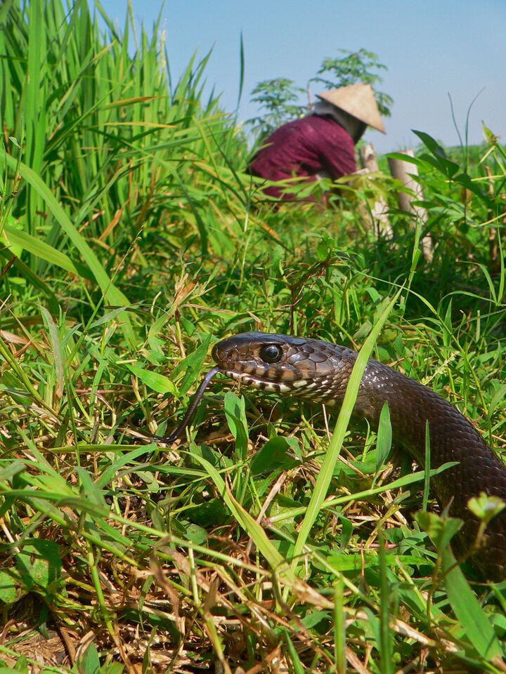 Một con rắn gần nông dân trồng lúa ở miền Trung Java, Indonesia. (Ảnh: Mark Auliya)