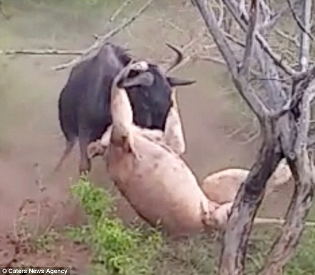 Khi sư tử chuẩn bị xơi tái con mồi thì chú linh dương đầu bò bỗng nhiên bật dậy. (Nguồn: Caters News Agency)