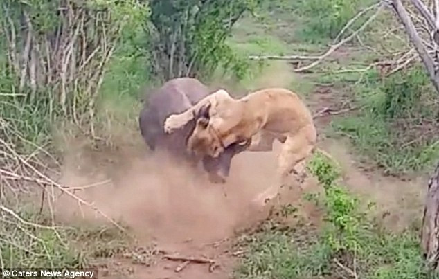 Khi sư tử chuẩn bị xơi tái con mồi thì chú linh dương đầu bò bỗng nhiên bật dậy. (Nguồn: Caters News Agency)